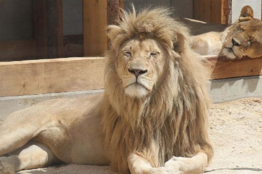 Le zoo Sikypark, et ses fauves, ouvre ses portes