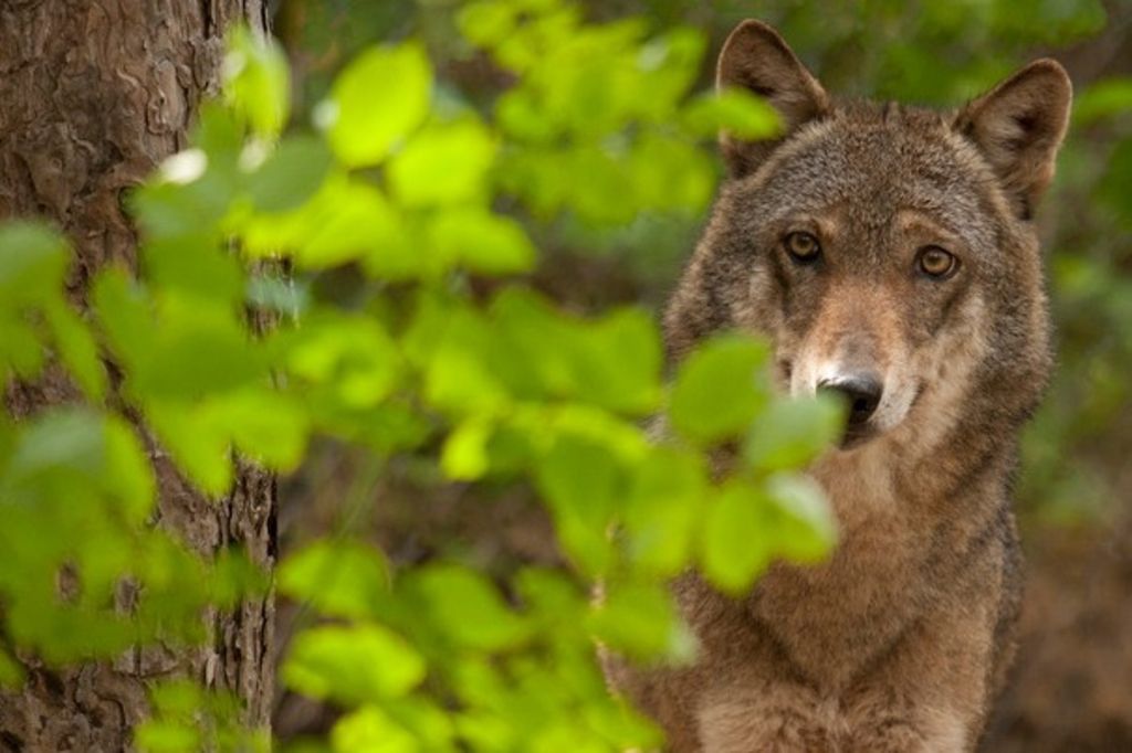 Val d'Anniviers: le loup ne pourra pas être abattu