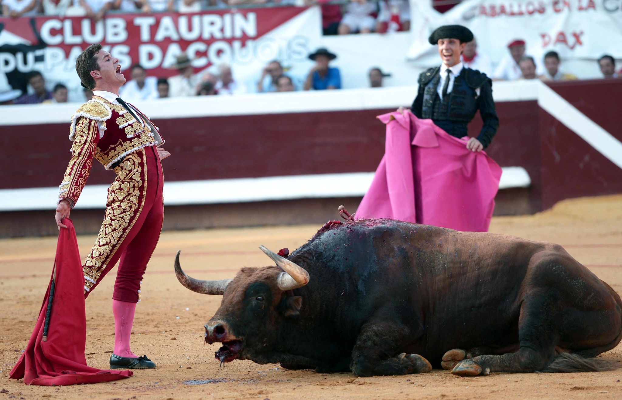 Scène de corrida dans l’arène de Dax, dans les Landes, en août 2017, un matador criant sa joie devant le taureau abattu.