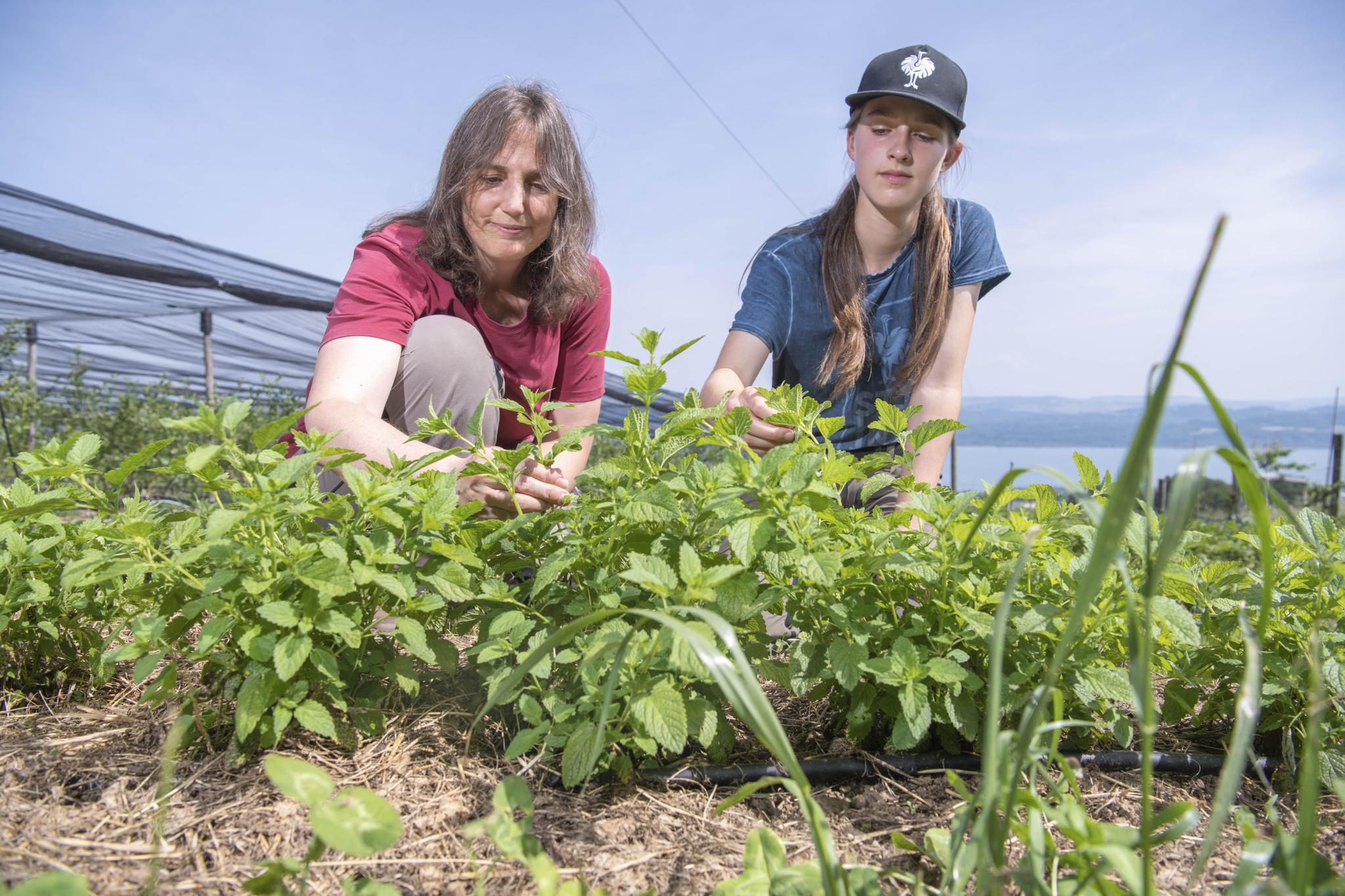 … ou la verveine du potager…