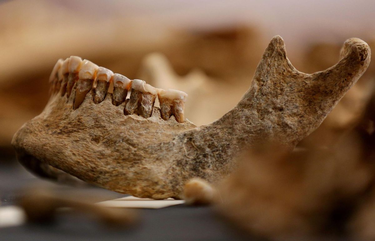 En analysant les différentes parties qui composent les dents, les scientifiques peuvent déterminer, entre autres, l’alimentation de nos ancêtres ou leurs mouvements migratoires.