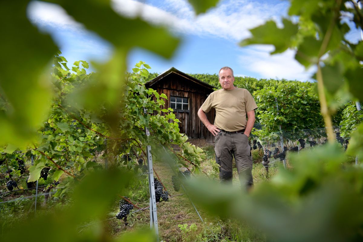 Blonay, le 19 septembre 2023. François Montet, vigneron encaveur à Blonay, président de la fédération vigneronne vaudoise, s'apprête à vendanger d'ici quelques jours.  24HEURES/Chantal Dervey