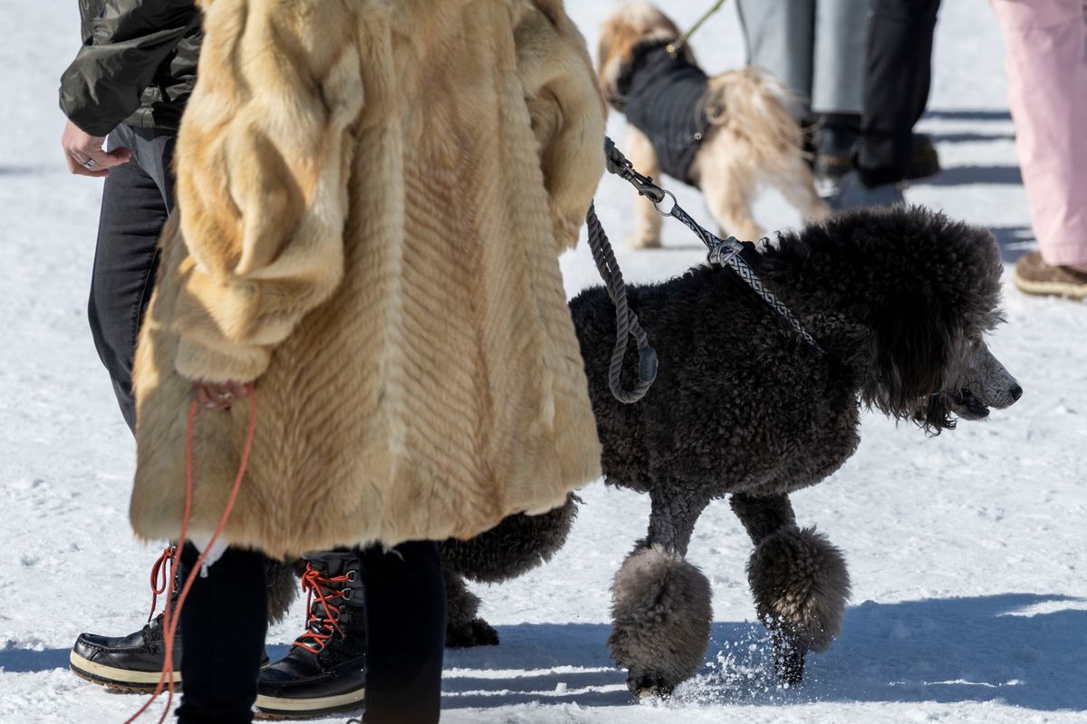 Sprachquiz St. Moritz White Turf