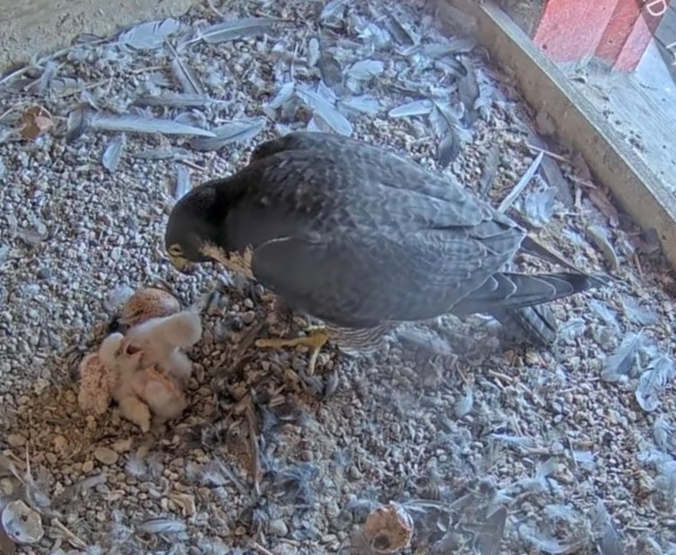 Vogel in einem Nistkasten füttert Küken. Boden mit Zweigen und Federn bedeckt.