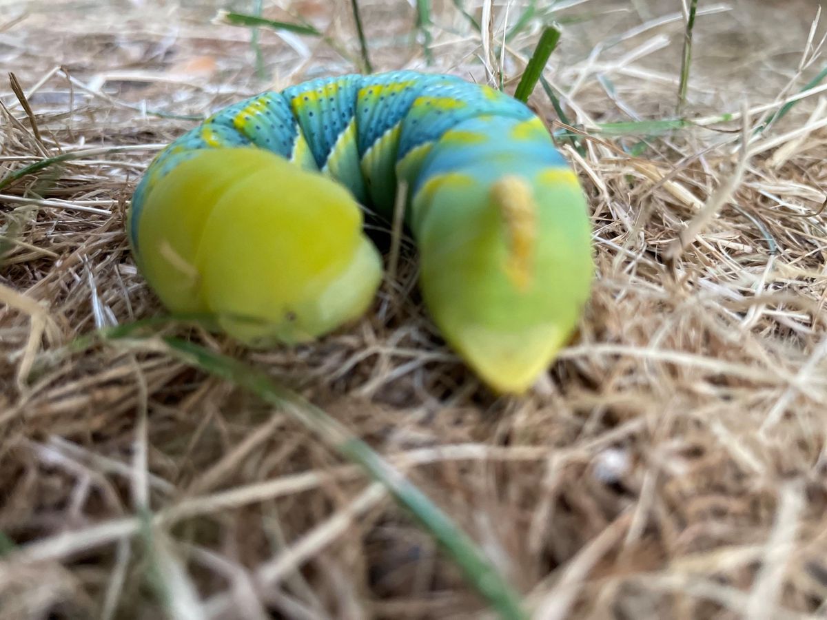 Cette chenille de Sphinx tête-de-mort a été aperçue à fin juillet dans un jardin privé, du côté de Collonge-Bellerive. Il s’agit de la première observation de cette espèce cette année à Genève.