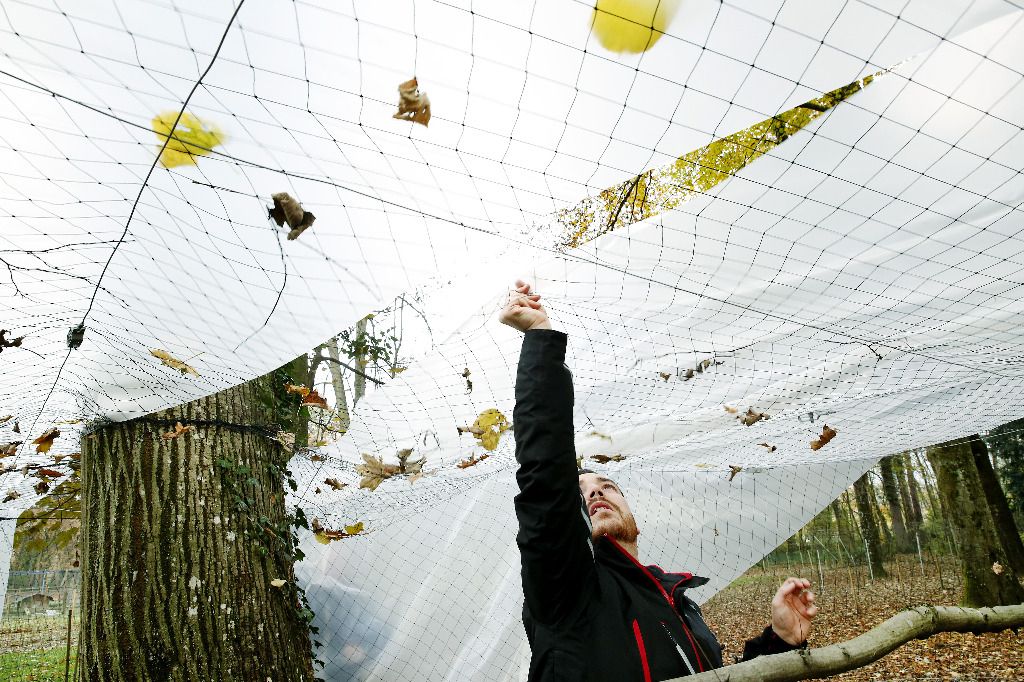 Branle-bas de combat chez les détenteurs de volailles