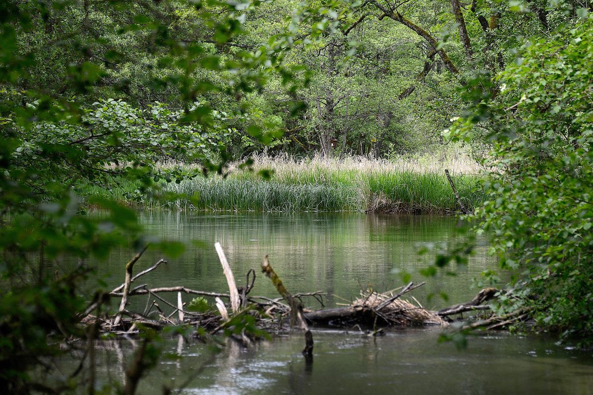Le projet de décharge vaudoise se situe juste à côté des marais de la Versoix, à Chavannes-de-Bogis, ce qui fait craindre un risque de pollution des eaux de la rivière.