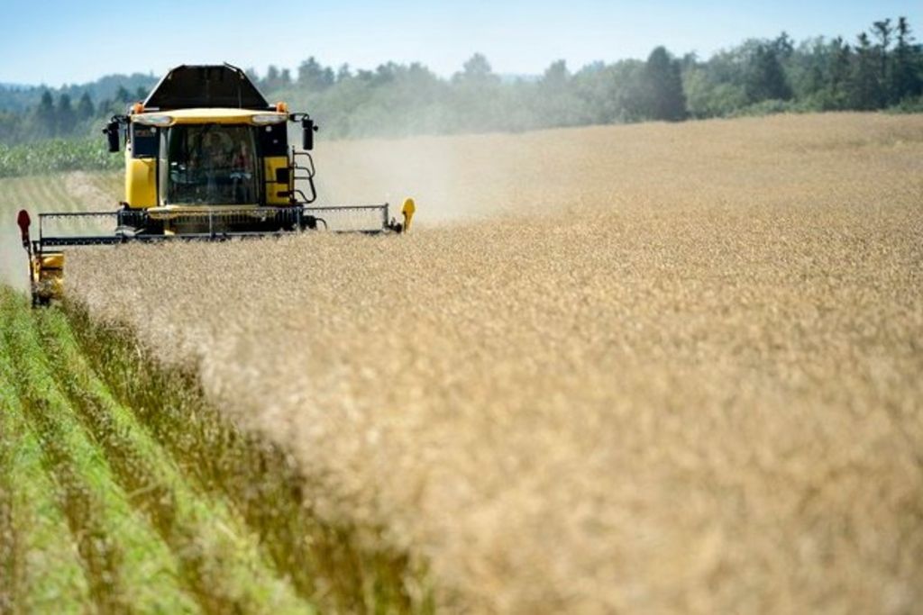 Les céréales ont souffert de la sécheresse