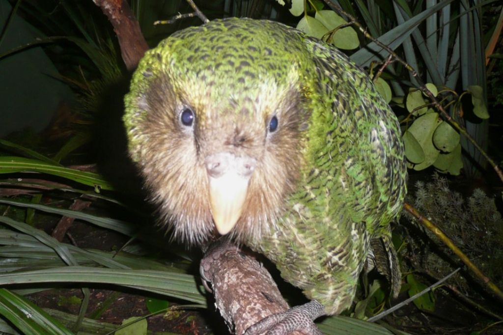 Une épidémie menace le kakapo