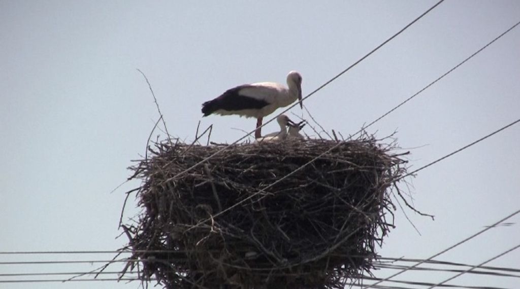 Le village de Voïvodine fête ses cigognes