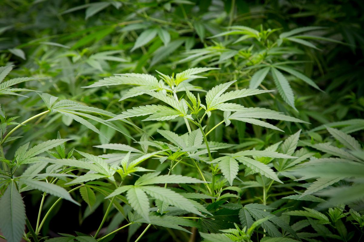 *Warum das Studien-Cannabis kein gewöhnliches Gras ist:* Wir besuchen die Produzenten und erklären, welches Hanf in Zürich verkauft wird und warum. Mit Marc Brüngger von Pure production. Dienstag 25. April 2023 Foto © nicole pont

