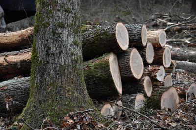 Un homme de 60 ans meurt pendant des travaux de bûcheronnage