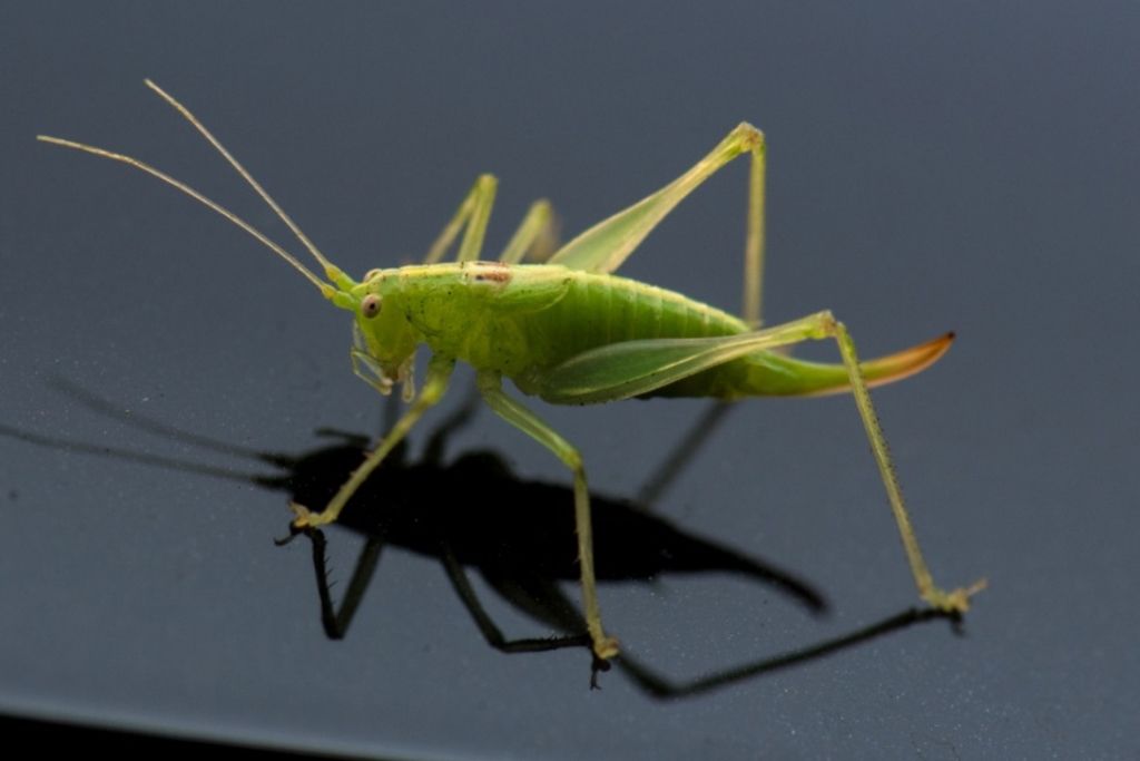 Les sauterelles envahissent la Sardaigne