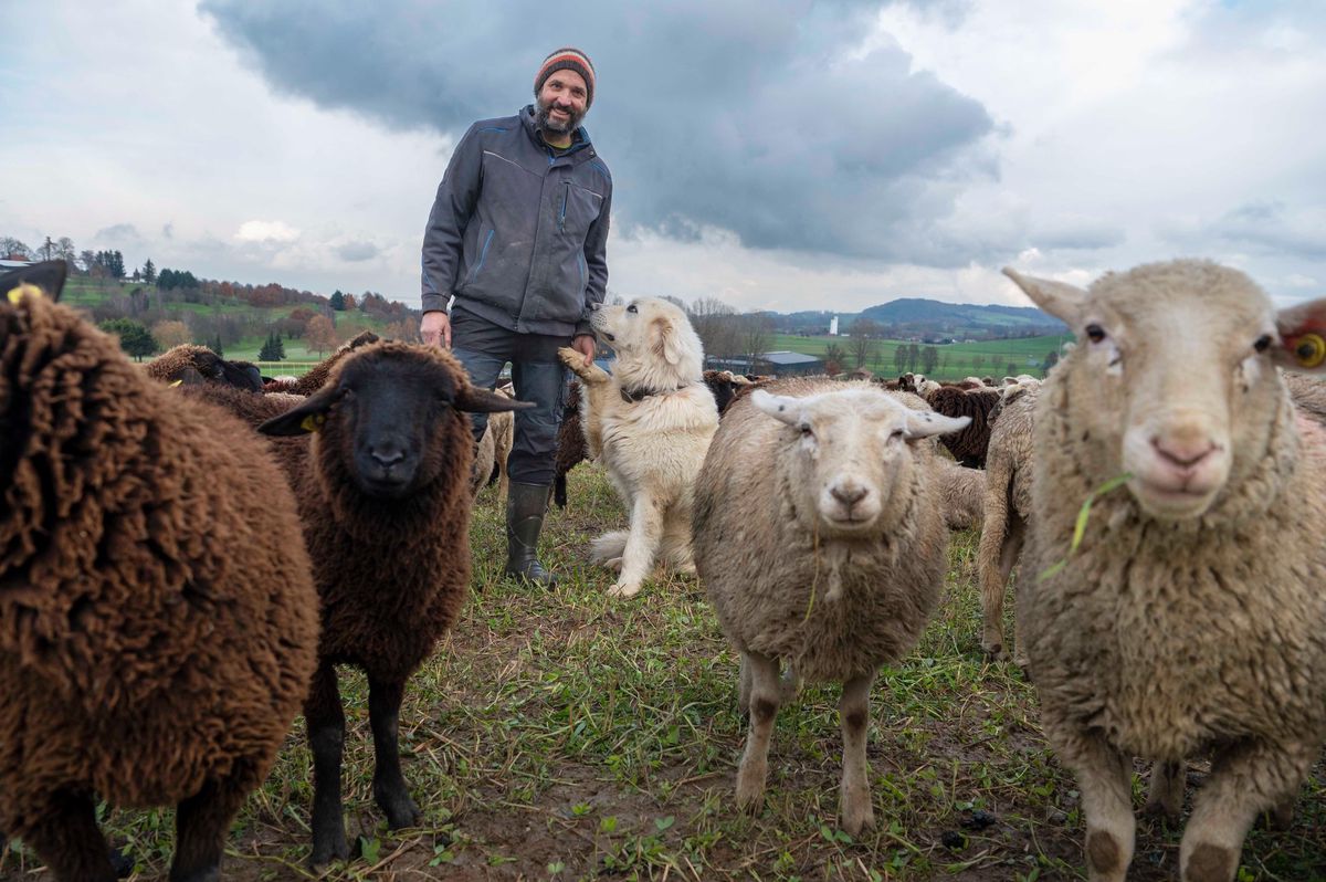 PAYERNE LE 5 DECEMBRE 2022.Michaël Baggenstos, (Photo),  Berger à Etrabloz,  a décidé pour la première fois cet hiver d'organiser une transhumance avec son troupeau de 600 moutons et deux bergerès pour le surveiller ainsi qu'un chien patou "Sasso" ( de montagne des Pyrénées). © Jean-Paul Guinnard/ 24 Heures