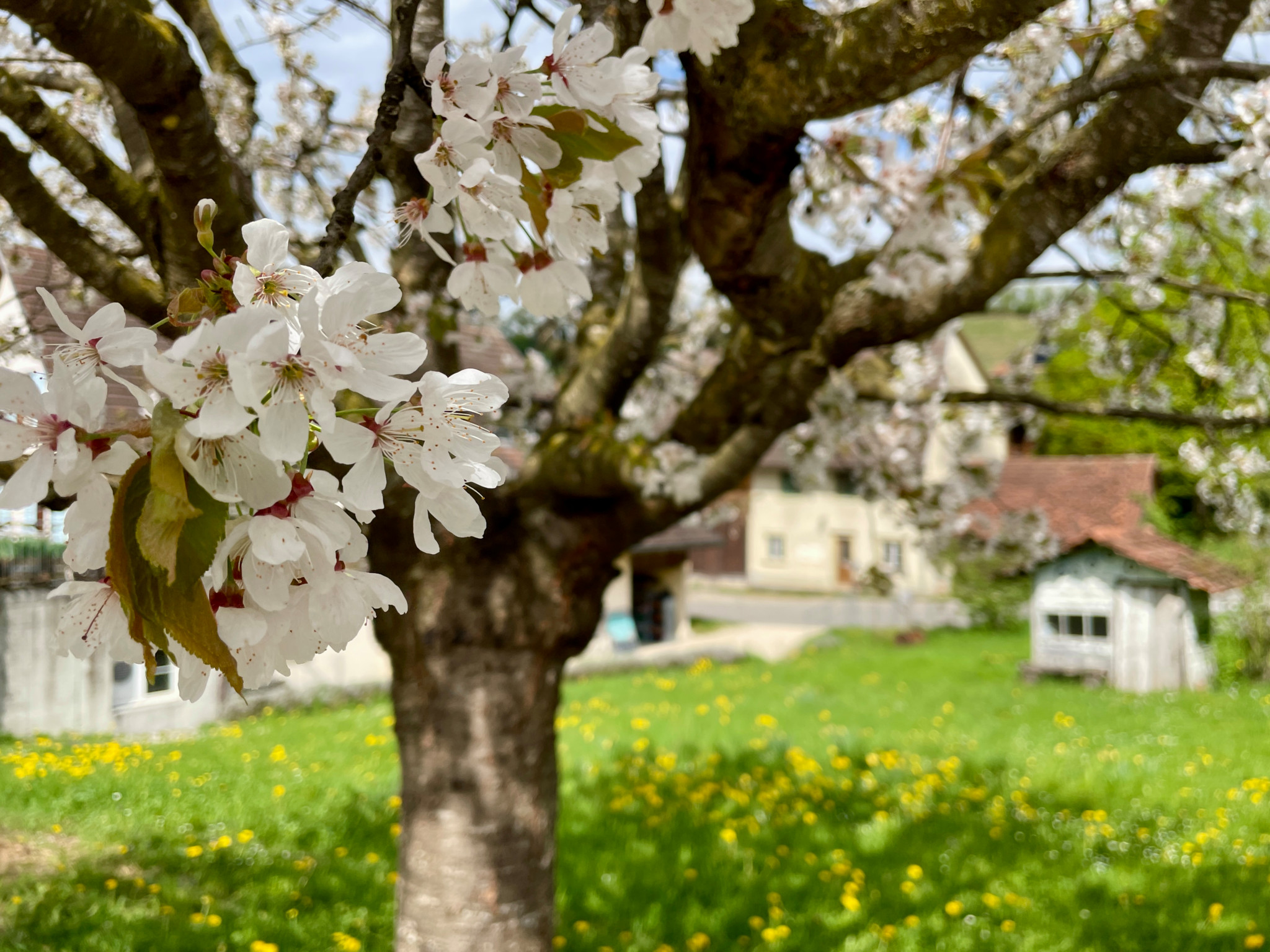 Widmer wandert nach Osterfingen: Wenn das kein guter Wandertag ist