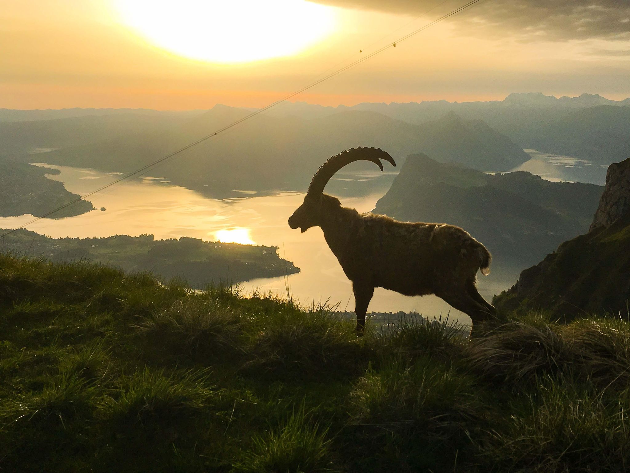 Au sommet du Pilatus, l’une des rares colonies de bouquetins au monde peut être observée à l’état sauvage, en toute proximité.