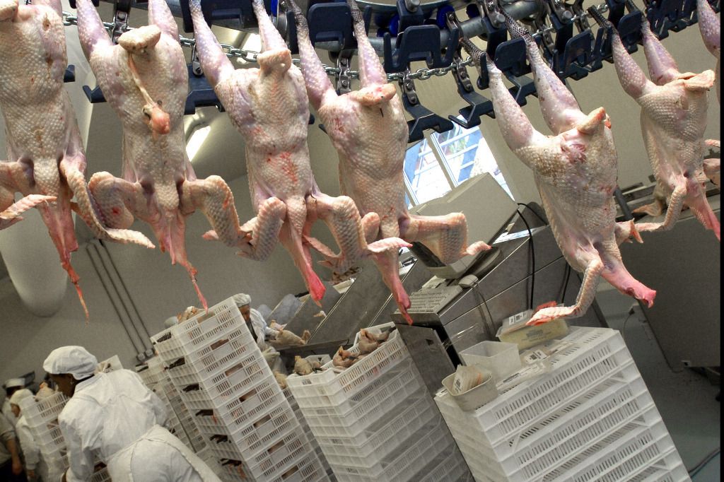 Genève manque de forces pour contrôler les abattages d'animaux