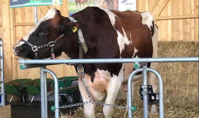 «Der stellvertretende Siegermuni an Ketten», schreibt Altnationalrätin Susanne Leutenegger Oberholz