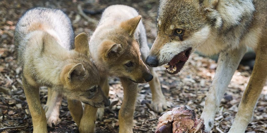 The two young wolves, Tima and Tilas, left, feed on some meat with their mother Mara, in the zoo of La Garenne, Thursday, June 13, 2013 in Le Vaud. The baby wolves were born April 6, 2013, and were their names today. (KEYSTONE/Jean-Christophe Bott)....Les deux louveteaux, Tima et Tilas, mangent de la viande avec la maman, Mara, dans le Zoo de la Garenne ce jeudi 13 juin 2013 a Le Vaud. Les deux louveteaux nes le 6 avril dernier ont ete baptises aujourd'hui, la jeune femelle avec le nom de Tima et le jeune male avec le nom de Tilas. (KEYSTONE/Jean-Christophe Bott)