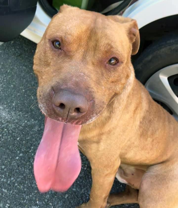 «Tilleul» avait 2.5 ans lorsque Monique* l’a recueilli. Le jour du drame, elle ne le détenait depuis à peine un mois.