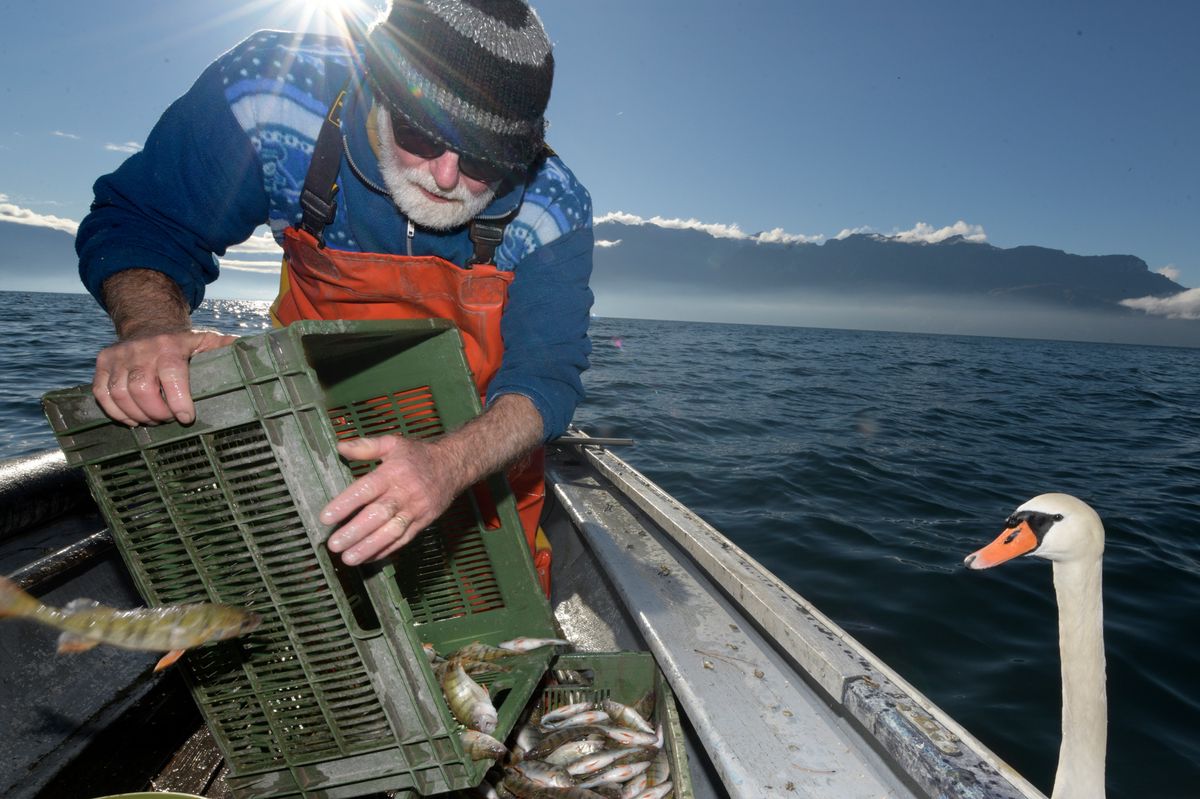 Rivaz, le 10 novembre 2022. Le pêcheur de Clarens,  Henri-Daniel Champier retire ses nasses des eaux du lac Léman au large de Rivaz.   A l'intérieur des cages, on y trouve des perches, des gardons et parfois des brochets. Un cygne suit la manoeuvre avec beaucoup d'intérêt. 24HEURES/Chantal Dervey