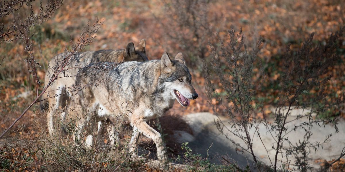 Des loups dans leur enclos au Zoo de la Garenne.