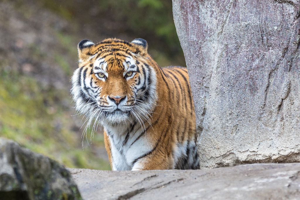 Le Zoo de Zurich perd sa tigresse «Elena»