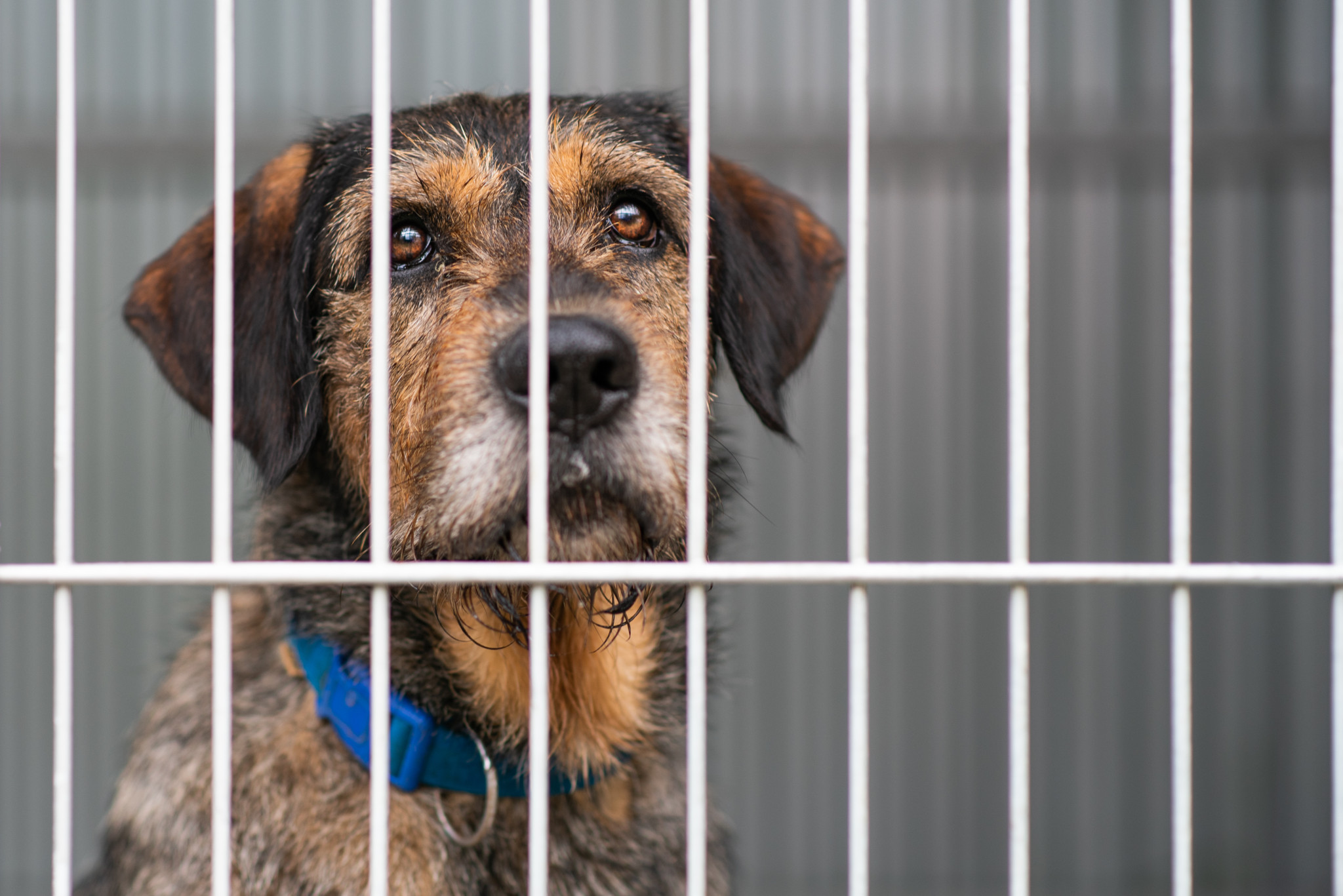 Protection des animaux: Les chiots abandonnés mettent les refuges suisses sous pression