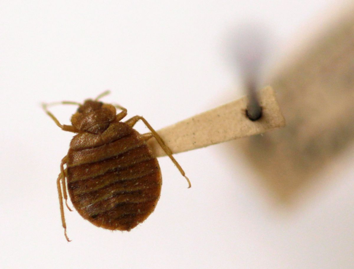 A bed bug is displayed at the Smithsonian Institution National Museum of Natural History in Washington, Wednesday, March 30, 2011. It's that time of year when the bugs emerge to bug us. Some can pose real threats _ Lyme disease from tiny ticks, West Nile virus from mosquitoes, or life-threatening allergic reactions to bee stings. But most bug bites in this country are an itchy nuisance.  (AP Photo/Carolyn Kaster)