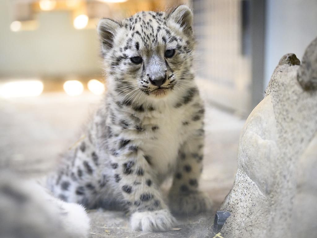 Les bébés panthères resteront à Servion jusqu’à l’âge d’environ 18 mois, puis seront placés dans d’autres parcs.