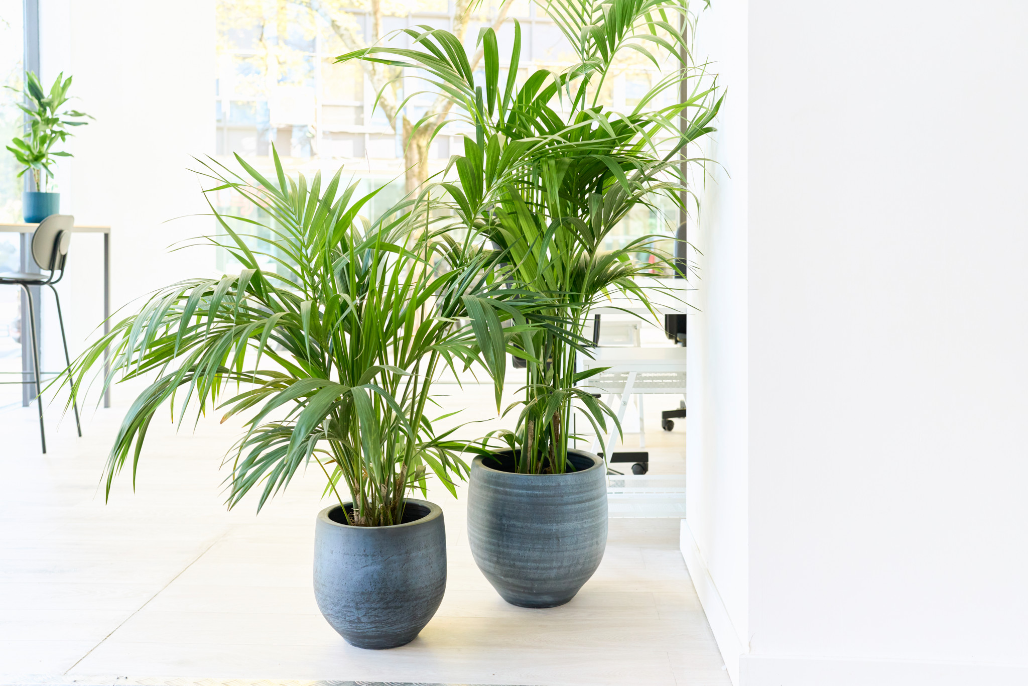 zimmerpflanze mit dickem stamm Ficus Benghalensis 120-140 cm dicker Stamm Indische Banyanbaum-Pflanze –  Blumen-Senf® main image 1
