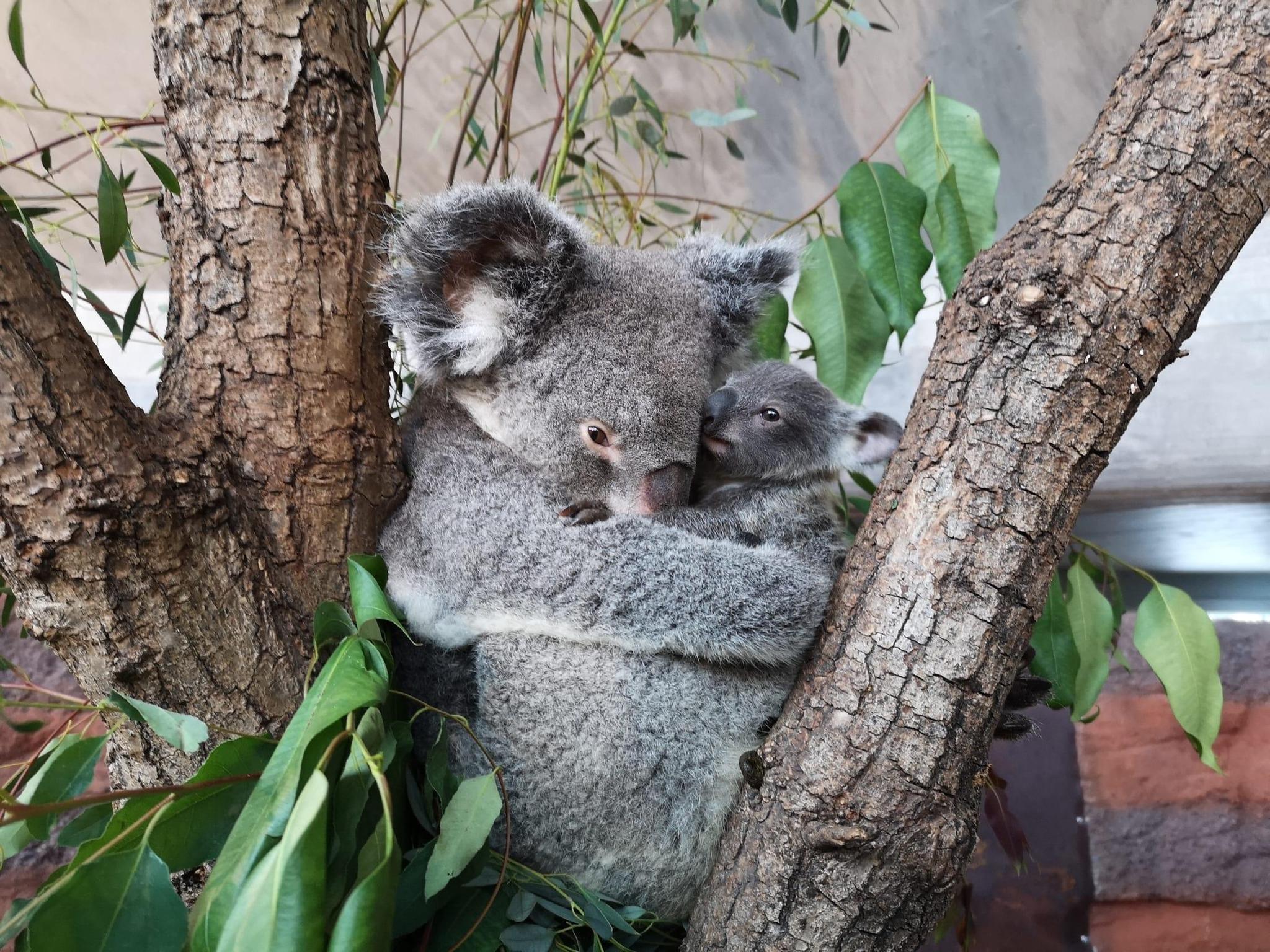 Pippa hält Uki fest im Arm: Das erste Koalababy im Zoo Zürich kam vor acht Monaten zur Welt.