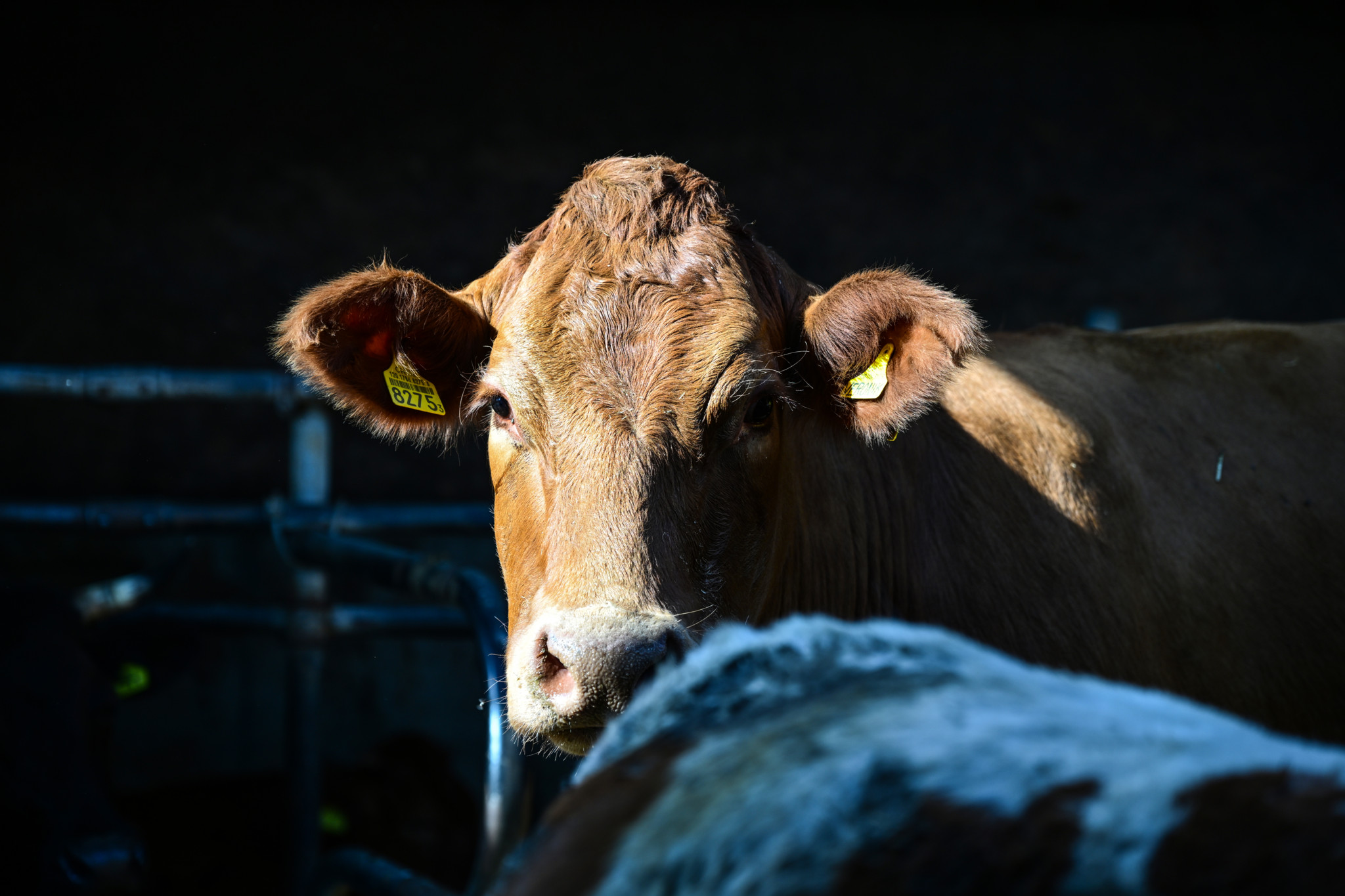Abstimmung vom 27. September: Warum sich Umwelt­organi­sationen plötzlich von der Ernährungs­initiative distanzieren