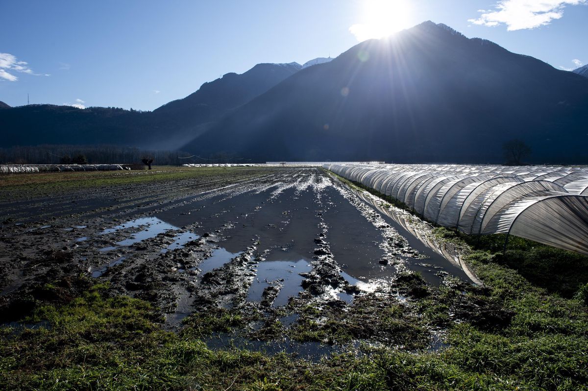 Salat- und Gemuesefelder in der Magadino-Ebene bei Magadino sind uberschwemmt nach den anhaltenden Regenfaellen in der Nacht auf Samstag, 21. Dezember 2019. (KEYSTONE/Ti-Press /Francesca Agosta)