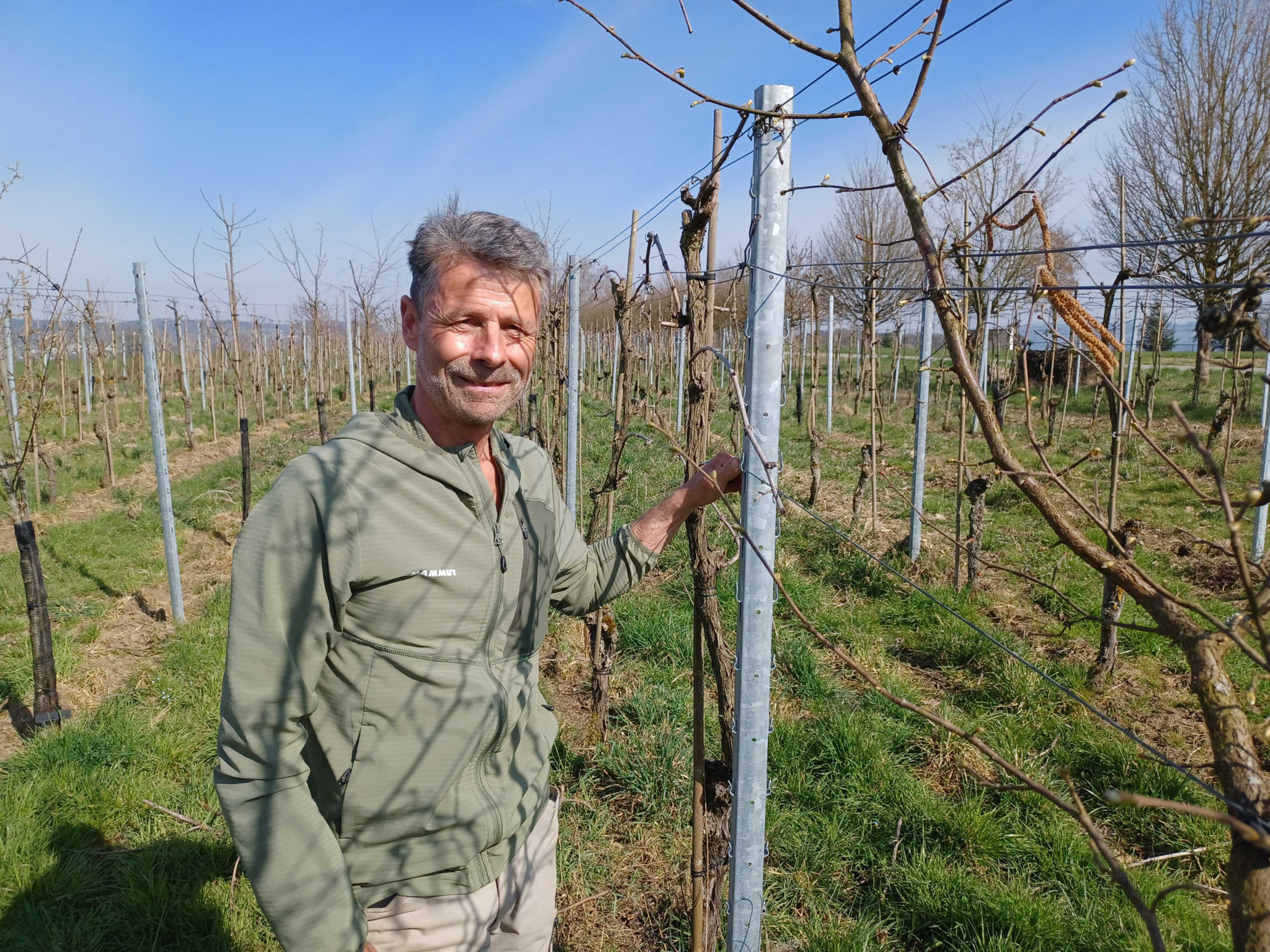 Weinbau in der Schweiz: «Die Zukunft gehört robusten Sorten»: Wie ein Thurgauer Winzer der Krise trotzt