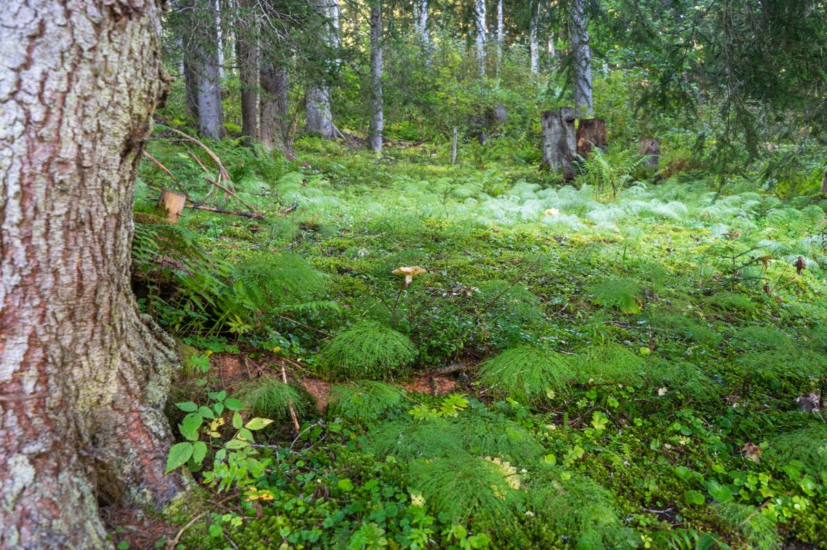 Sous-bois verdoyant avec fougères et mousses près du refuge du Luissalet, Gryon, le 6 septembre 2024. © Jean-Paul Guinnard/ 24Heures