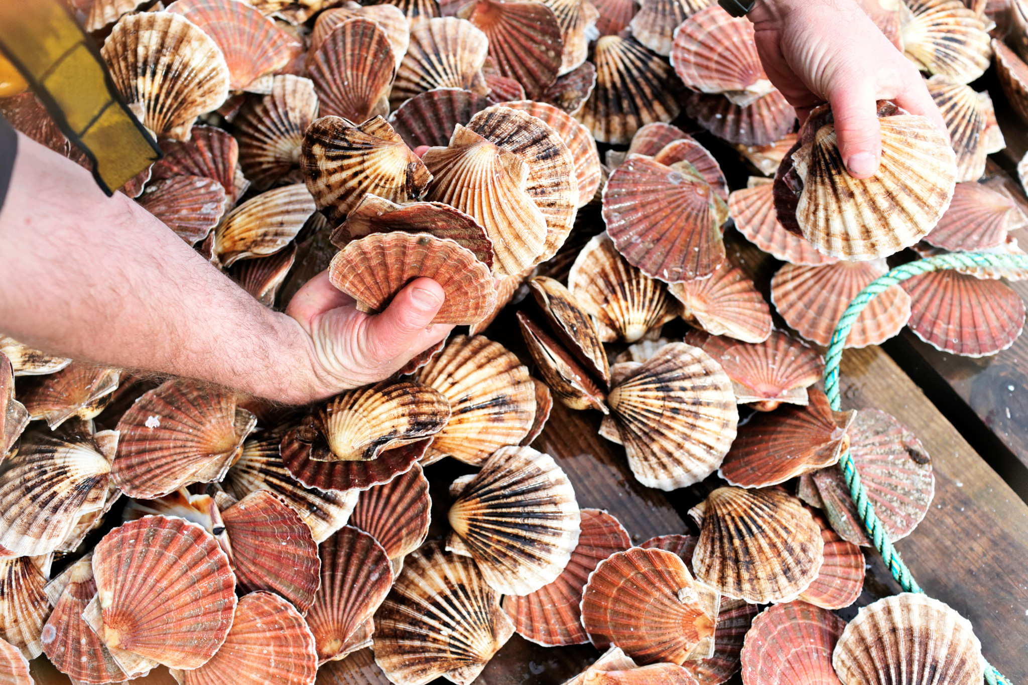 Produits de la mer: «Pecten maximus», la vraie reine des coquilles Saint-Jacques, ouvre sa saison