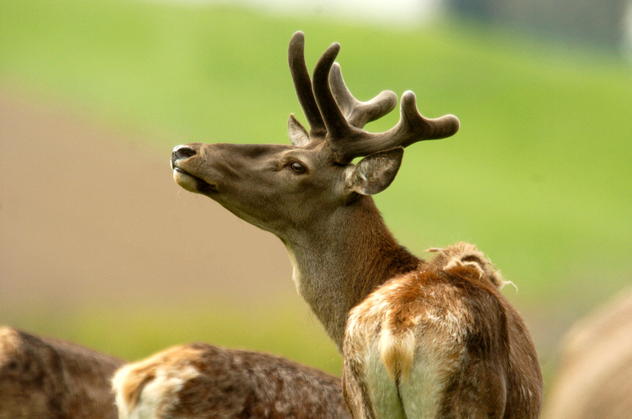 Sanglier, chevreuil, cerf: Une filière pour valoriser le gibier des chasseurs