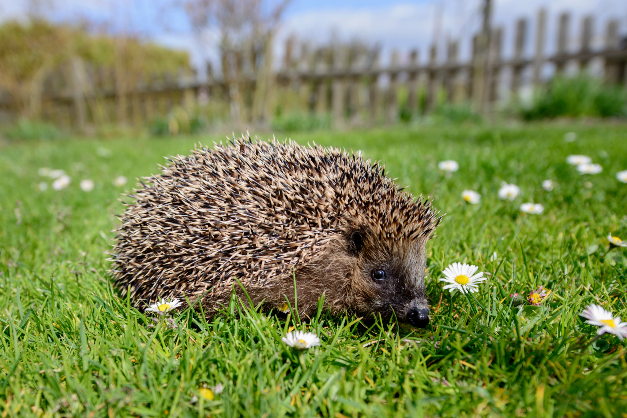 Tierschutz daheim: Wo der Garten zur Todesfalle wird