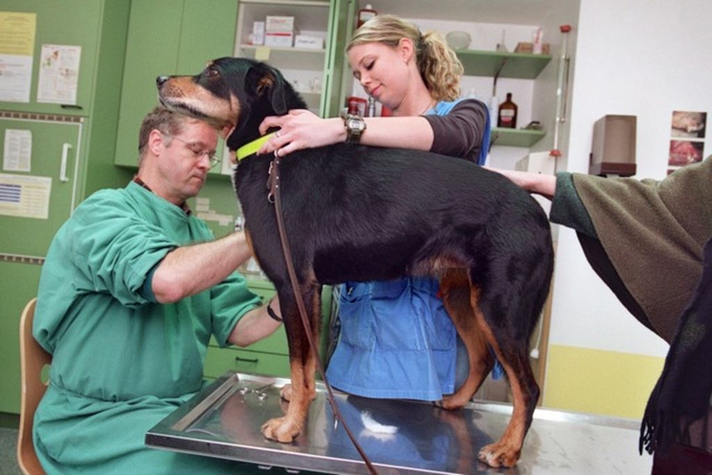 Publicité mensongère pour chiens