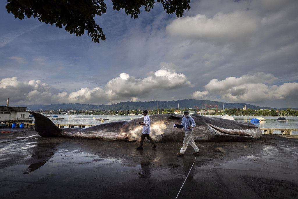 A 15-meter-long sperm whale has been lying on the Utoquai in Zurich since Monday morning.