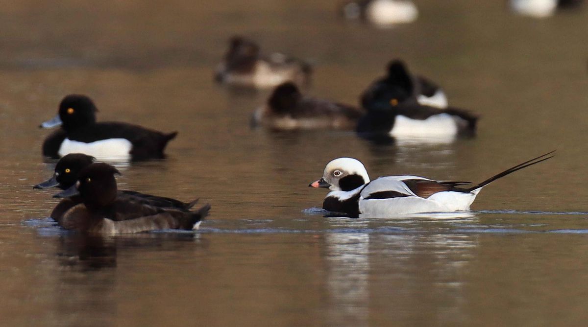 Ce canard semble croire qu’il appartient à une autre espèce