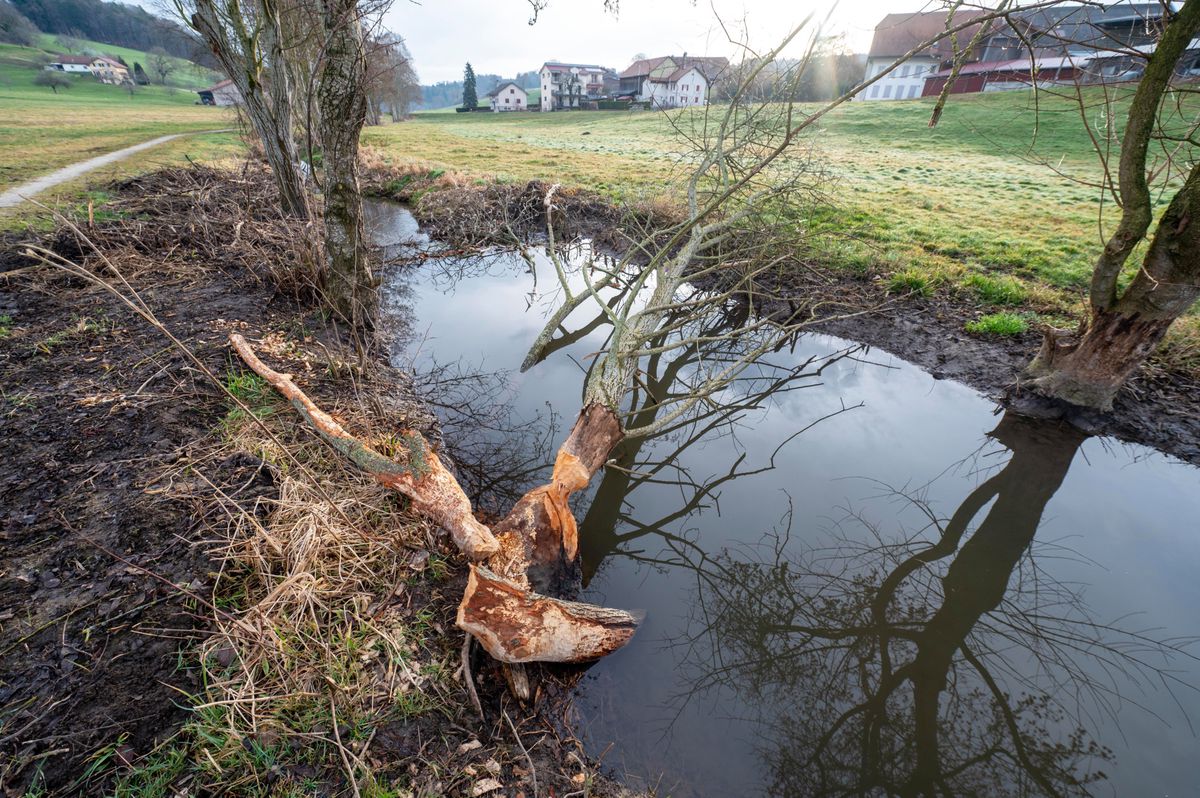 Belmont-Broye   LE 16 FEVRIER 2024. Léchelles,  Le Canton de Fribourg a autorisé le démontage d'un barrage construit par les castors sur la rivière " Chandon" à l'automne dernier. ©  (24 HEURES /Jean-Paul Guinnard)