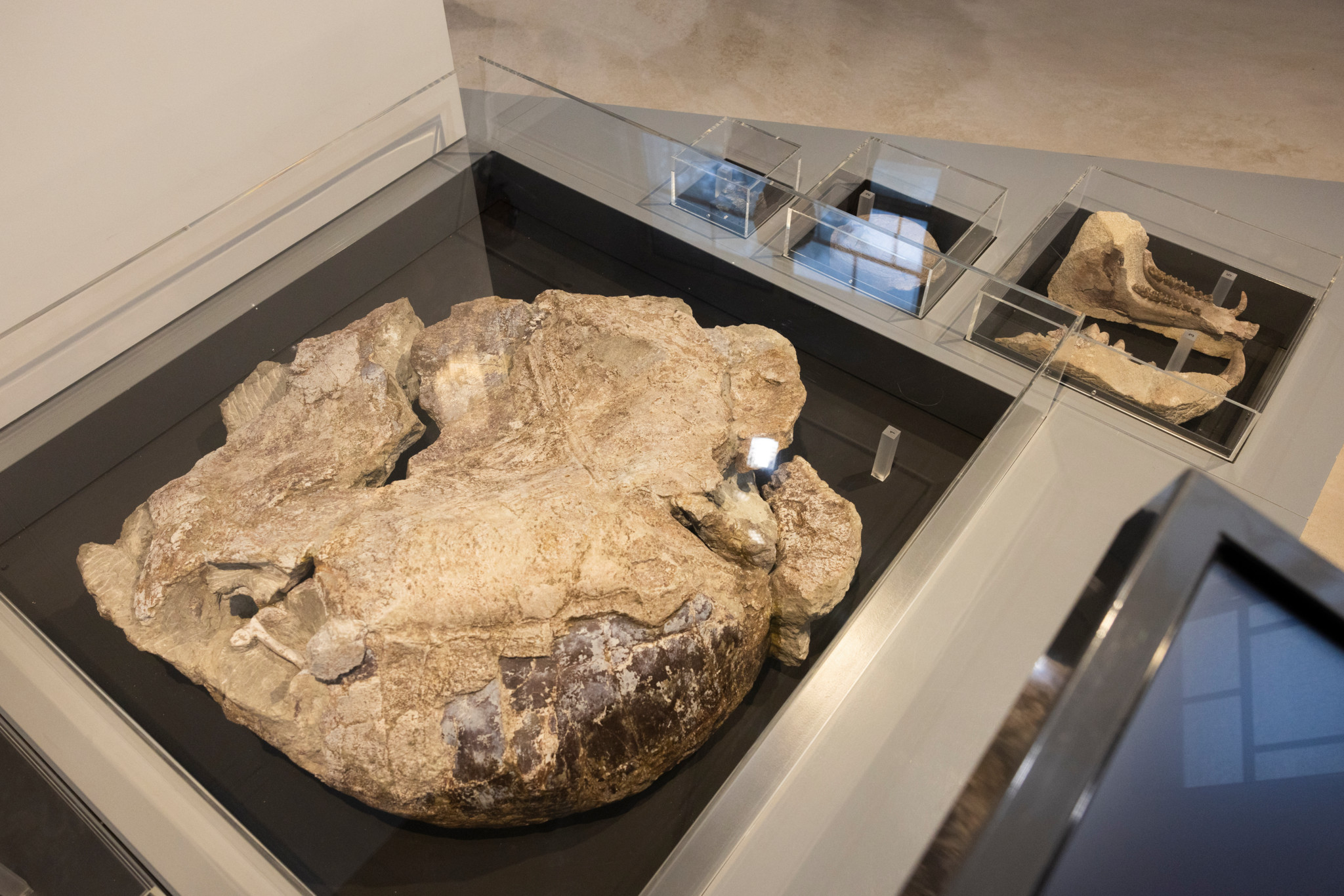 Internationaler Museumstag in Winterthur: Wo heute im «Wolfi» gebadet wird, lebten einst Riesenschildkröten und Ur-Elefanten