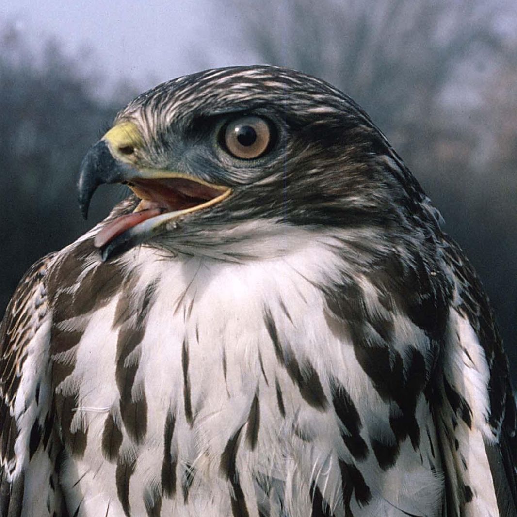 Une buse variable vue de près à Payerne, avec un plumage brun et blanc distinctif et un arrière-plan flou d’arbres. © GBRO