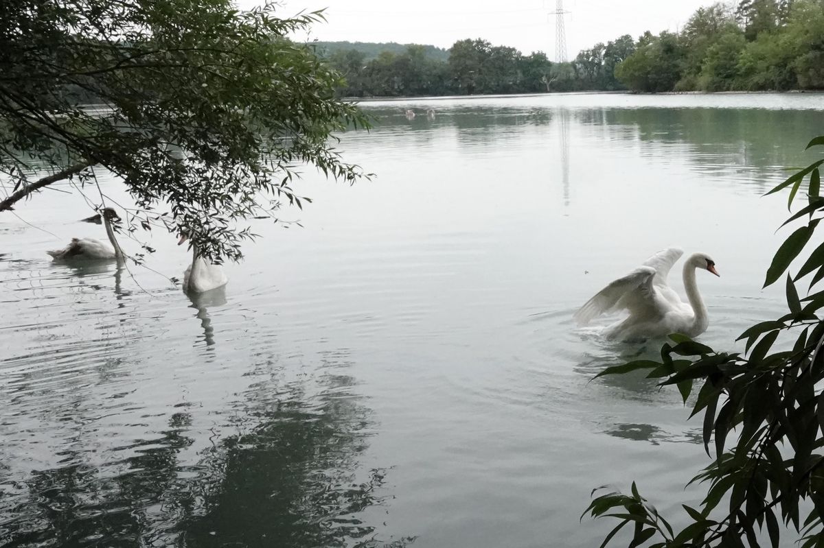Suisse, Satigny, le 23 août 2019. Lacher de plus d'une vingtaine d'oiseaux (dont des cygnes et un héron) dans le bras du Rhône au Peney, par le Centre Ornithologique de Genève. Photo LUCIEN FORTUNATI ...