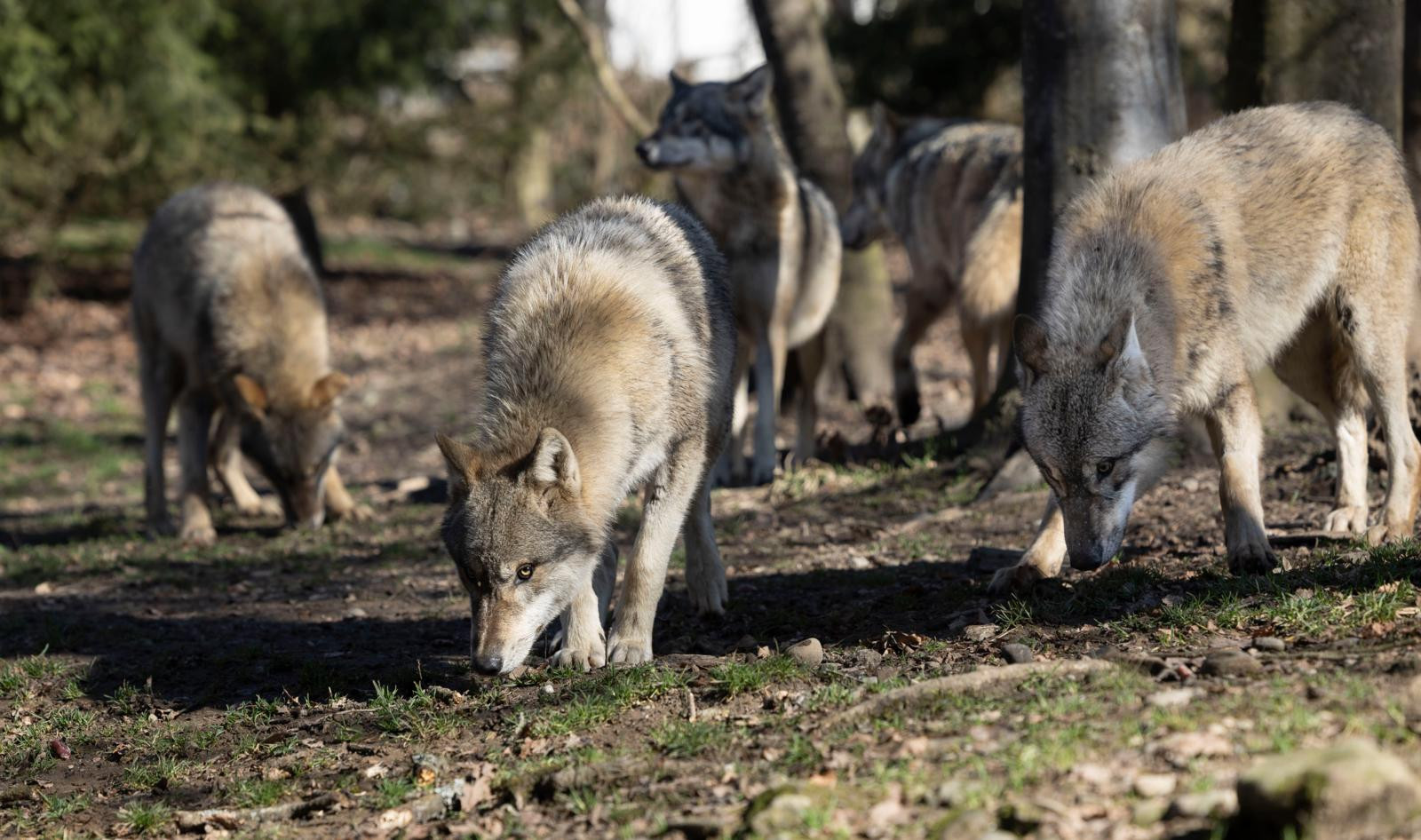 Ein Wolfsrudel streift durch einen lichten Wald, mehrere Wölfe schnüffeln am Boden zwischen Bäumen.