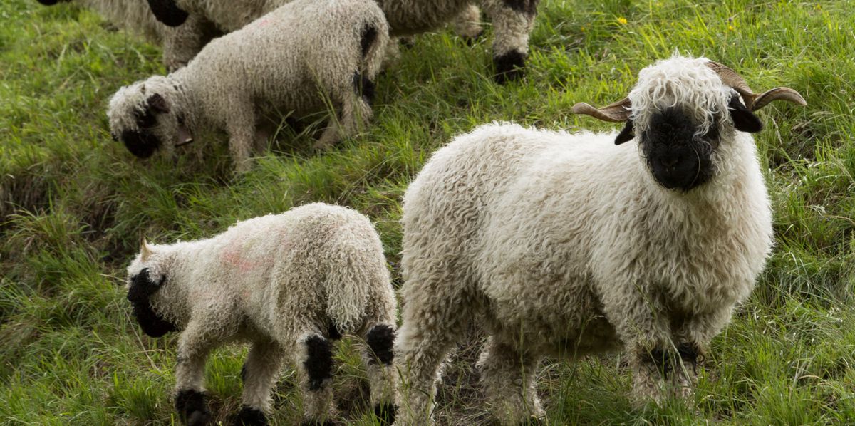 Lightning Kills 97 Blacknose Sheep in Valais