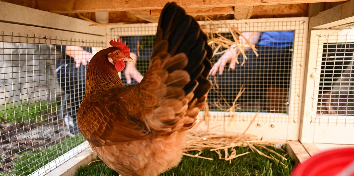 Votre poulailler pourrait vous valoir une grosse amende