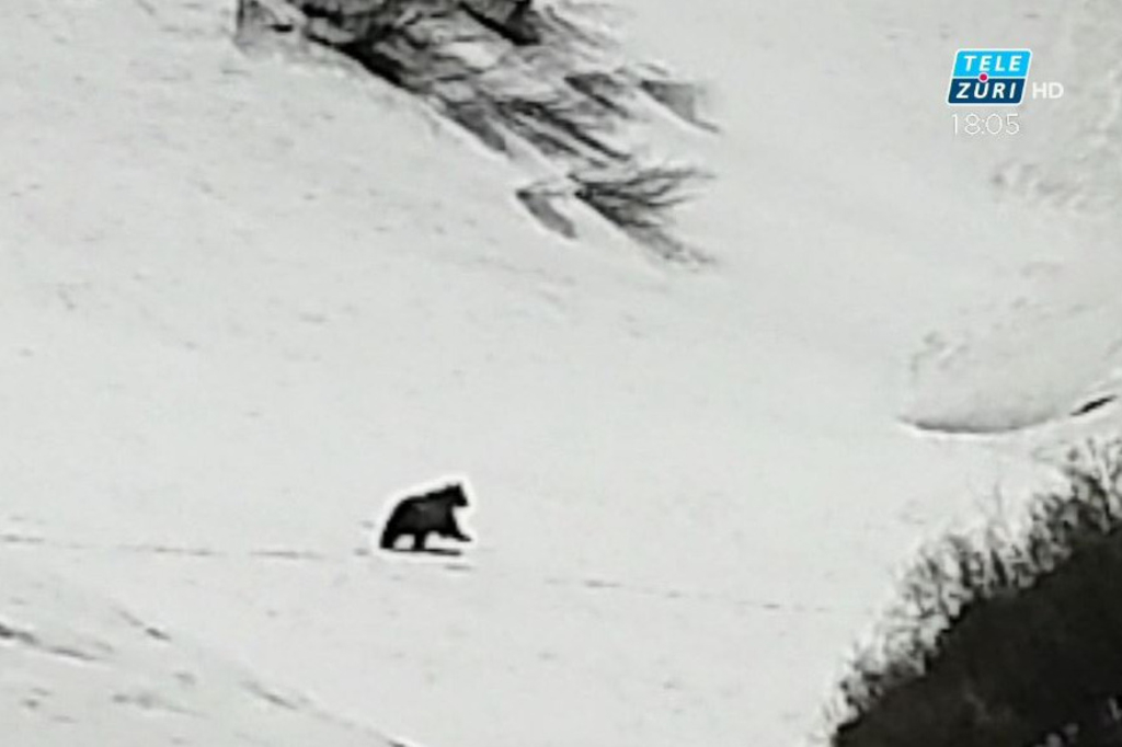 Streift ein Bär durch den Kanton Schwyz?